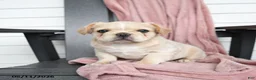French Bulldog dogs for sale: Tucker - Ad 10