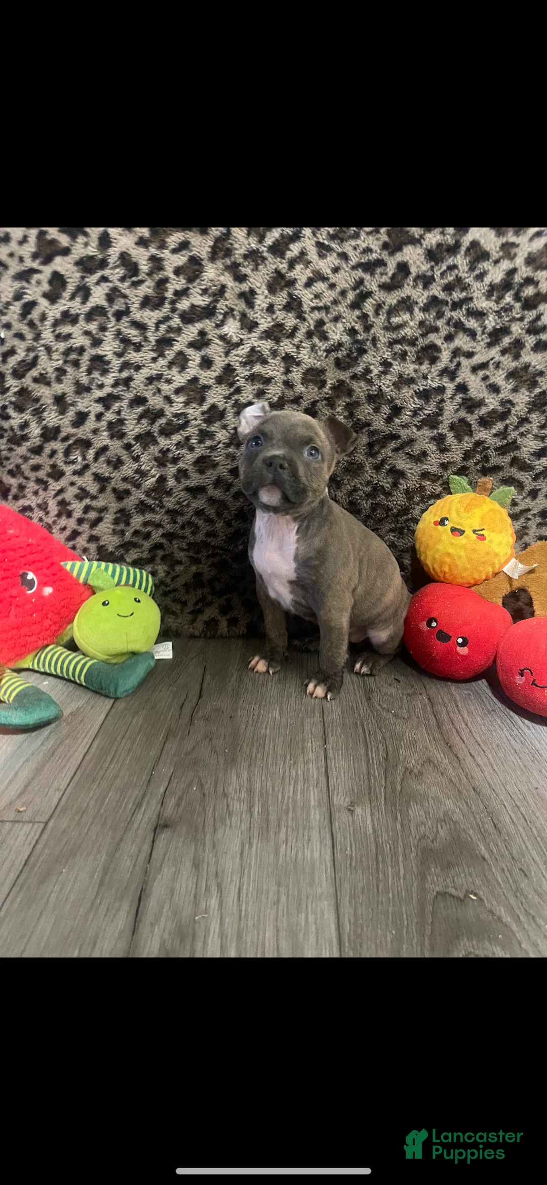 American Bully dogs for sale: American Bully 4 - Ad 1