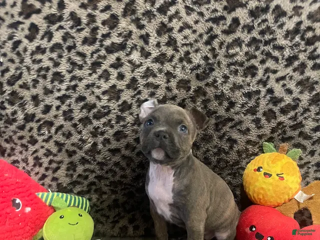 American Bully dogs for sale: American Bully 4 - Ad 32