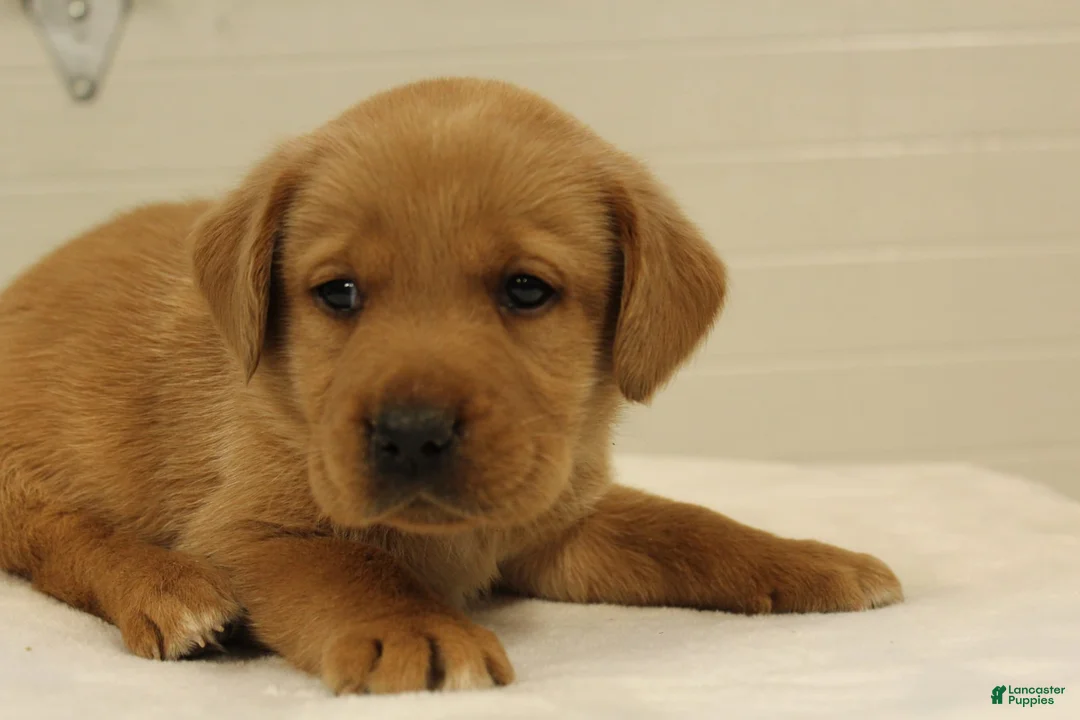 Labrador Retriever dogs for sale: Rex - Ad 1