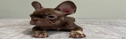 French Bulldog dogs for sale: Hank - Ad 2