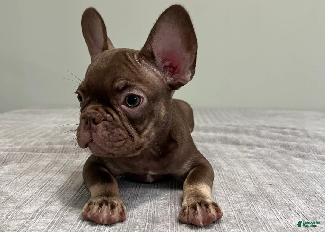 French Bulldog dogs for sale: Hank - Ad 2
