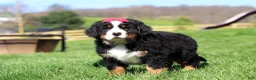 Bernese Mountain Dog dogs for sale: Florence - Ad 9