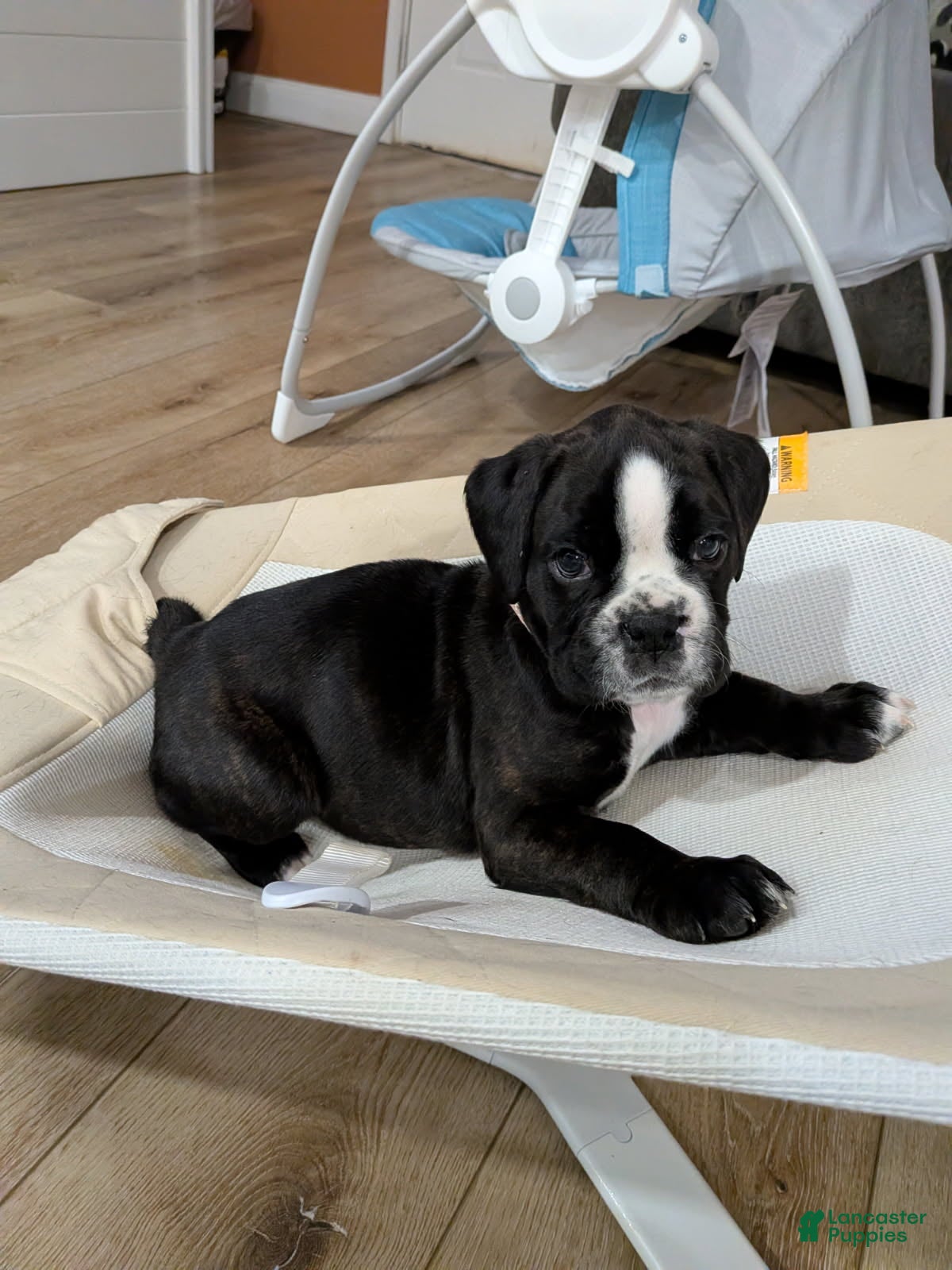 Boxer dogs Pinky Girl - Ad 2