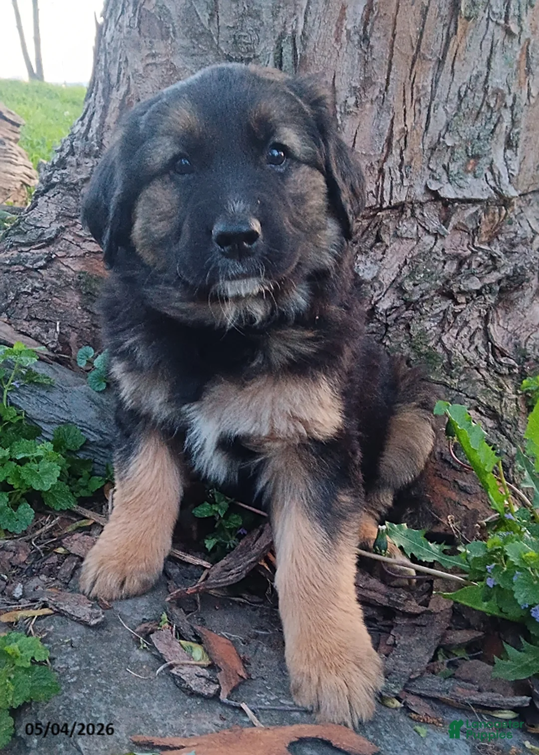 Mixed Breed dogs for sale: Becky - Ad 1