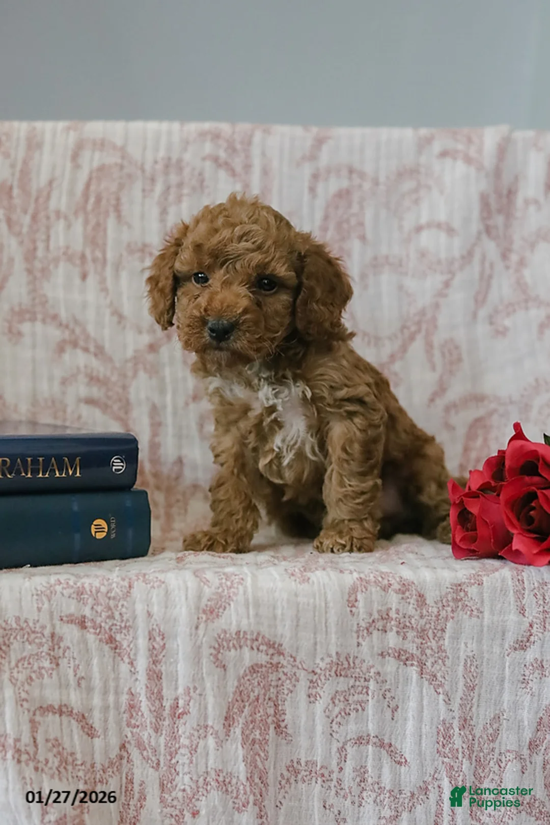 Cockapoo dogs for sale: Joey - Ad 7
