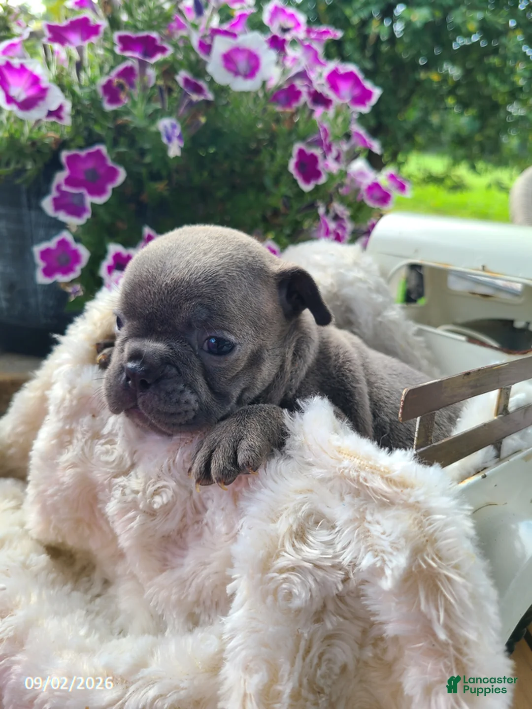 Frenchton dogs for sale: Macy - Ad 1