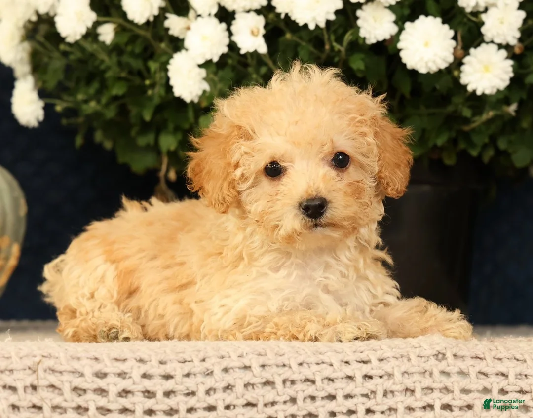 Yorkiepoo dogs for sale: Lincoln - Ad 1