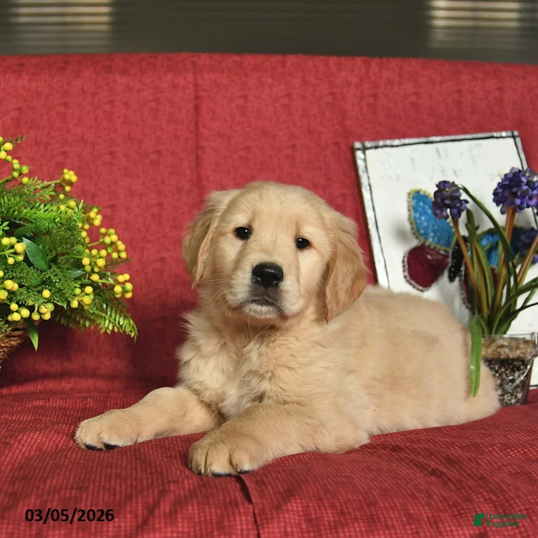 Golden Retriever dogs for sale: Pluto  - Ad 2