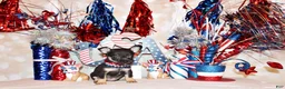 Chihuahua dogs for sale: Egypt - Ad 2