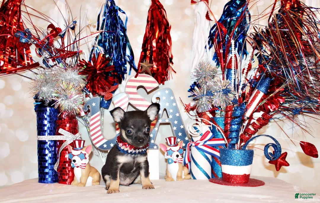 Chihuahua dogs for sale: Egypt - Ad 2