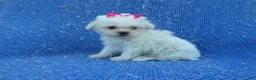 Maltese dogs for sale: Marie  - Ad 1