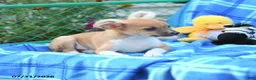 Mixed Breed dogs for sale: Tootsie - Ad 4