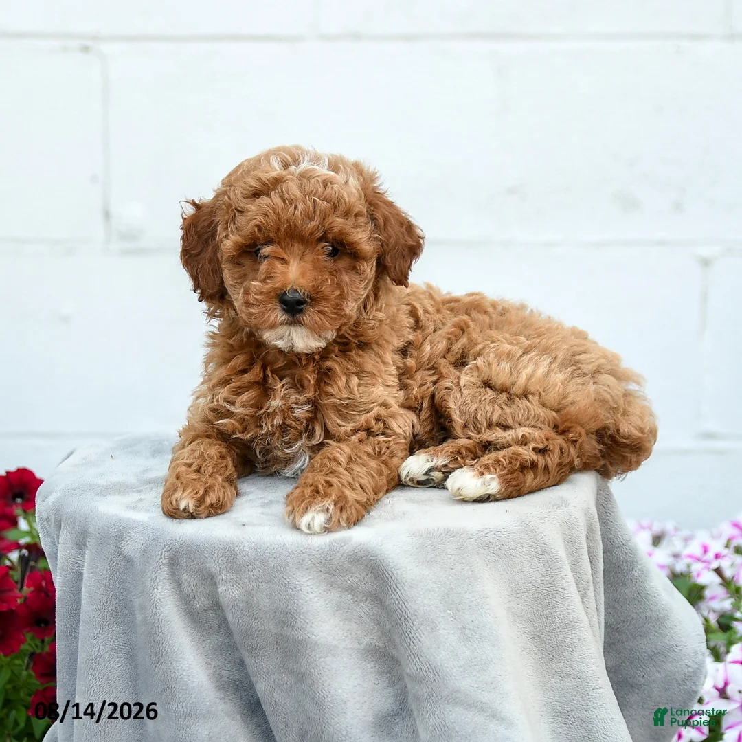 Miniature Poodle dogs for sale: Fuscia  - Ad 2