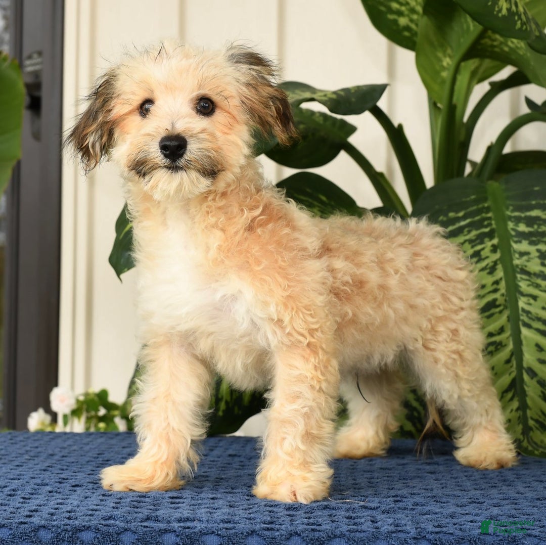 Havapoo dogs for sale: Owen - Ad 2