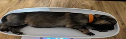 German Shepherd dogs for sale: Elsa - Ad 34