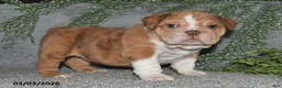 English Bulldog dogs for sale: Alisha - Ad 2
