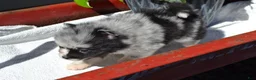 Pomeranian dogs for sale: Willow - Ad 5
