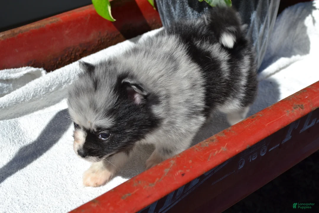 Pomeranian dogs for sale: Willow - Ad 5