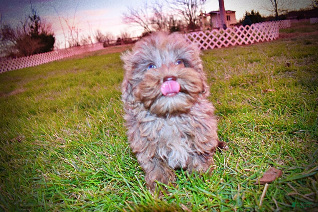 Havapoo dogs for sale: Yoda - Ad 6