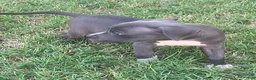 American Pit Bull Terrier dogs for sale: Bonus - Ad 3