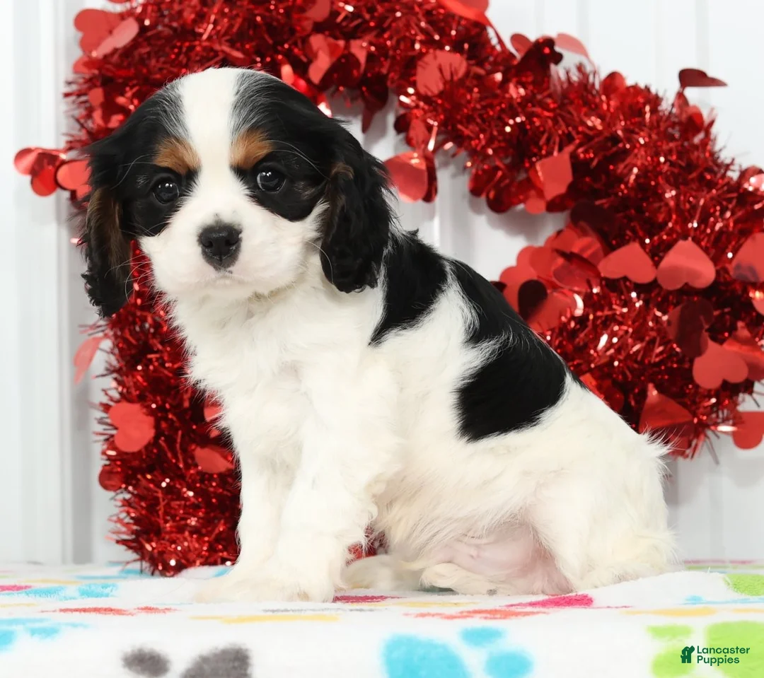 Cavalier King Charles Spaniel dogs for sale: Freddy - Ad 5