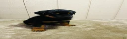 Rottweiler dogs for sale: Rottweiler 1 - Ad 7