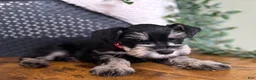 Miniature Schnauzer dogs for sale: Jack - Ad 5