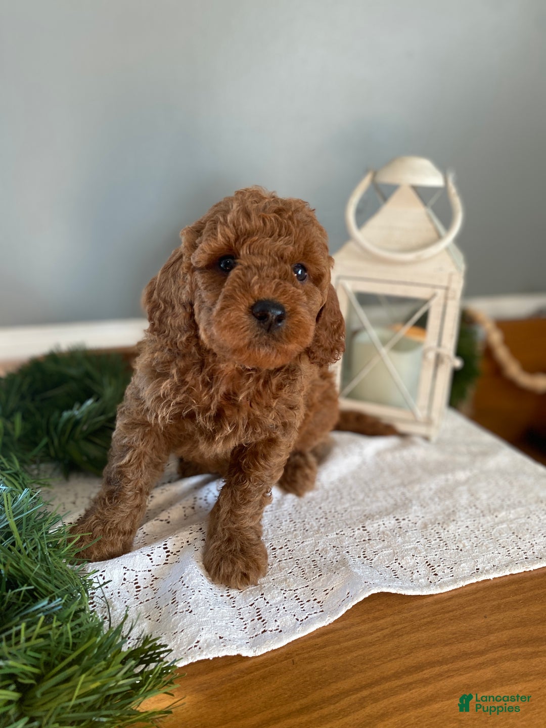 Mixed Breed dogs for sale: Bear - Ad 1