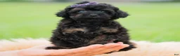 Toy Poodle dogs for sale: Trixie AKC - Ad 8