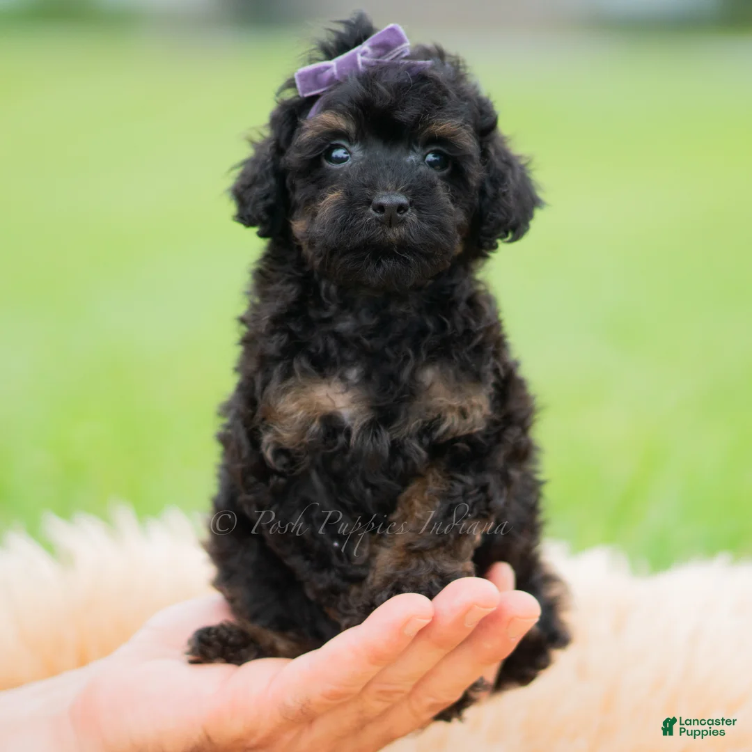 Toy Poodle dogs for sale: Trixie AKC - Ad 8