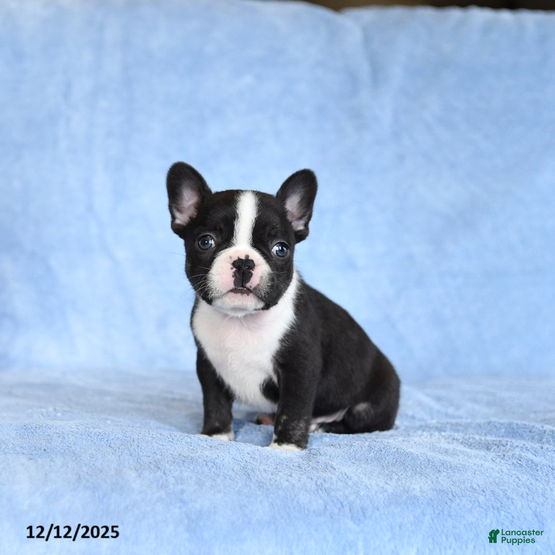 French Bulldog dogs for sale: Zuzie - Ad 2