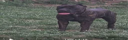 Cane Corso dogs for sale: Frankie - Ad 4