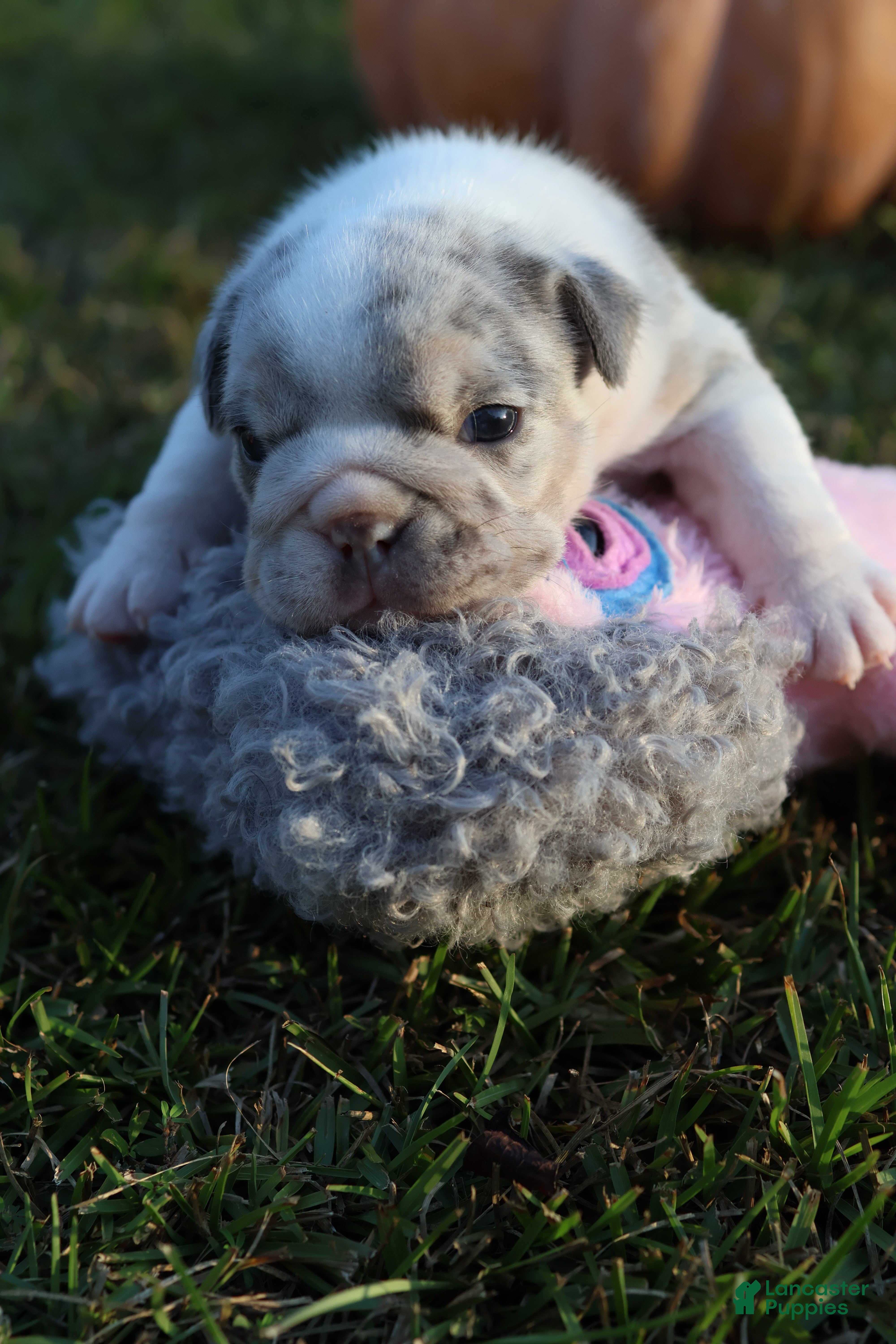 English Bulldog dogs for sale: Betty - Ad 3