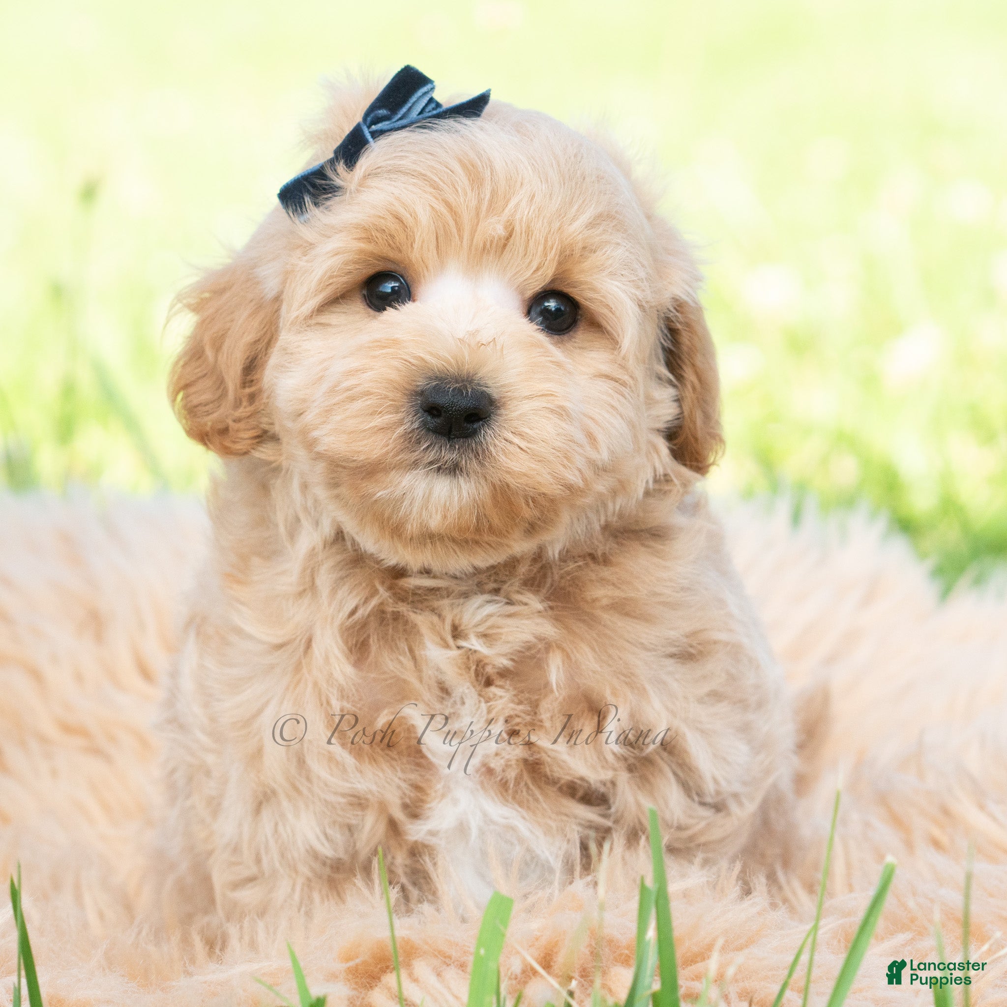 Maltipoo dogs Atticus - Ad 32