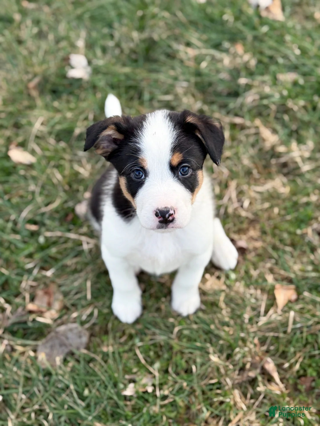 Border Collie dogs for sale: Remy   - Ad 1