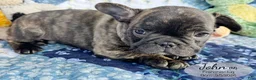French Bulldog dogs for sale: John - Ad 3