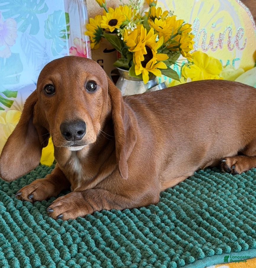 Dachshund dogs Nate - Ad 14