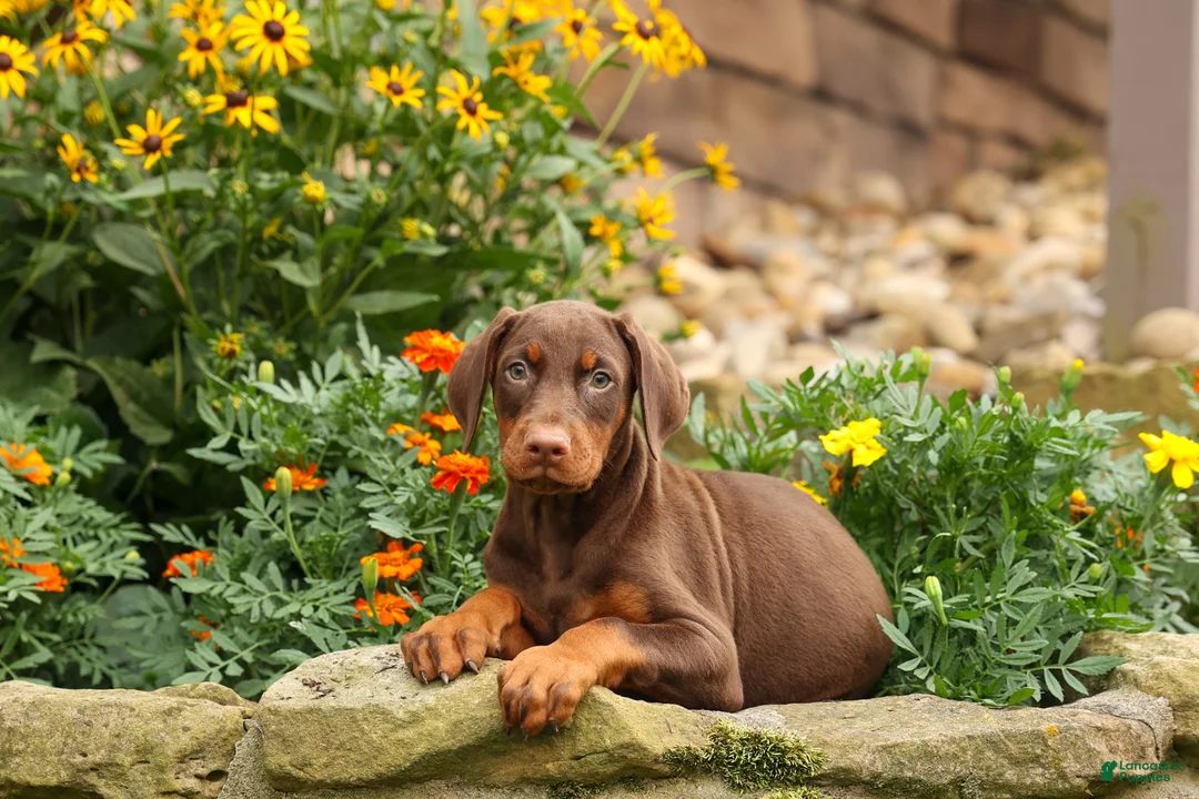 Doberman Pinscher dogs for sale: DASHER - Ad 1