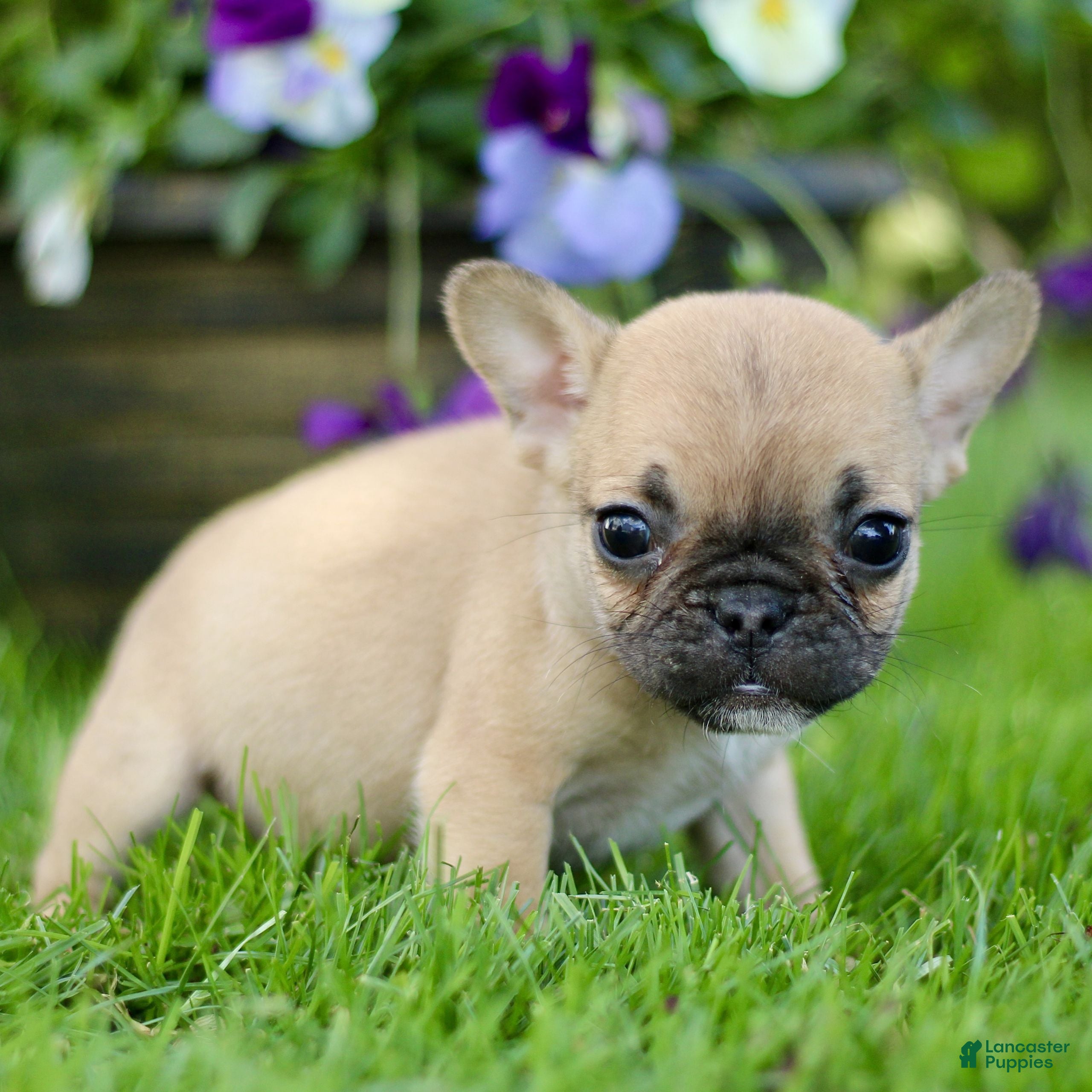 French Bulldog dogs for sale: Rose  - Ad 3