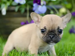 French Bulldog dogs for sale: Rose - Ad 3