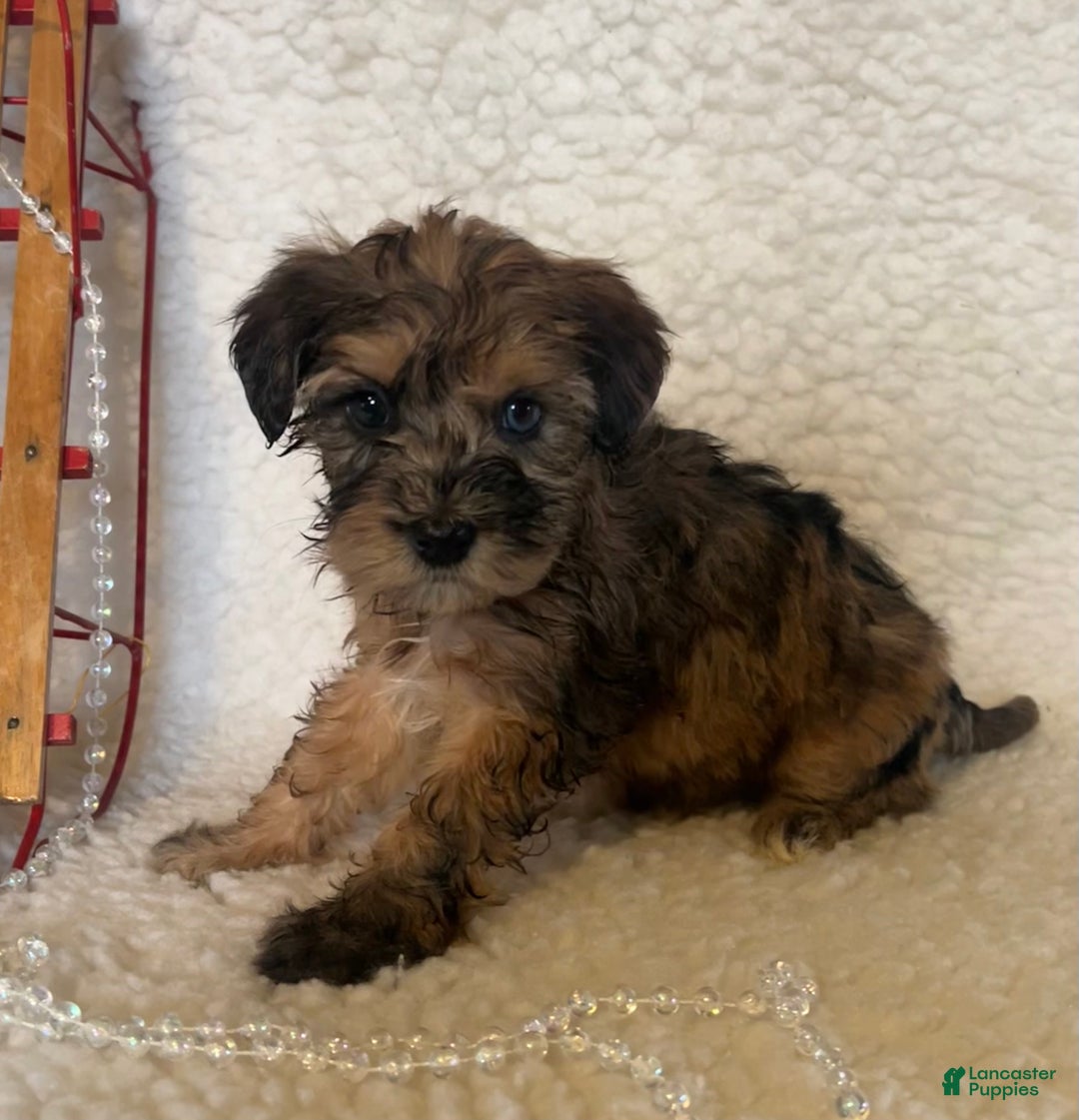 Whoodle dogs for sale:  Calico - Ad 3