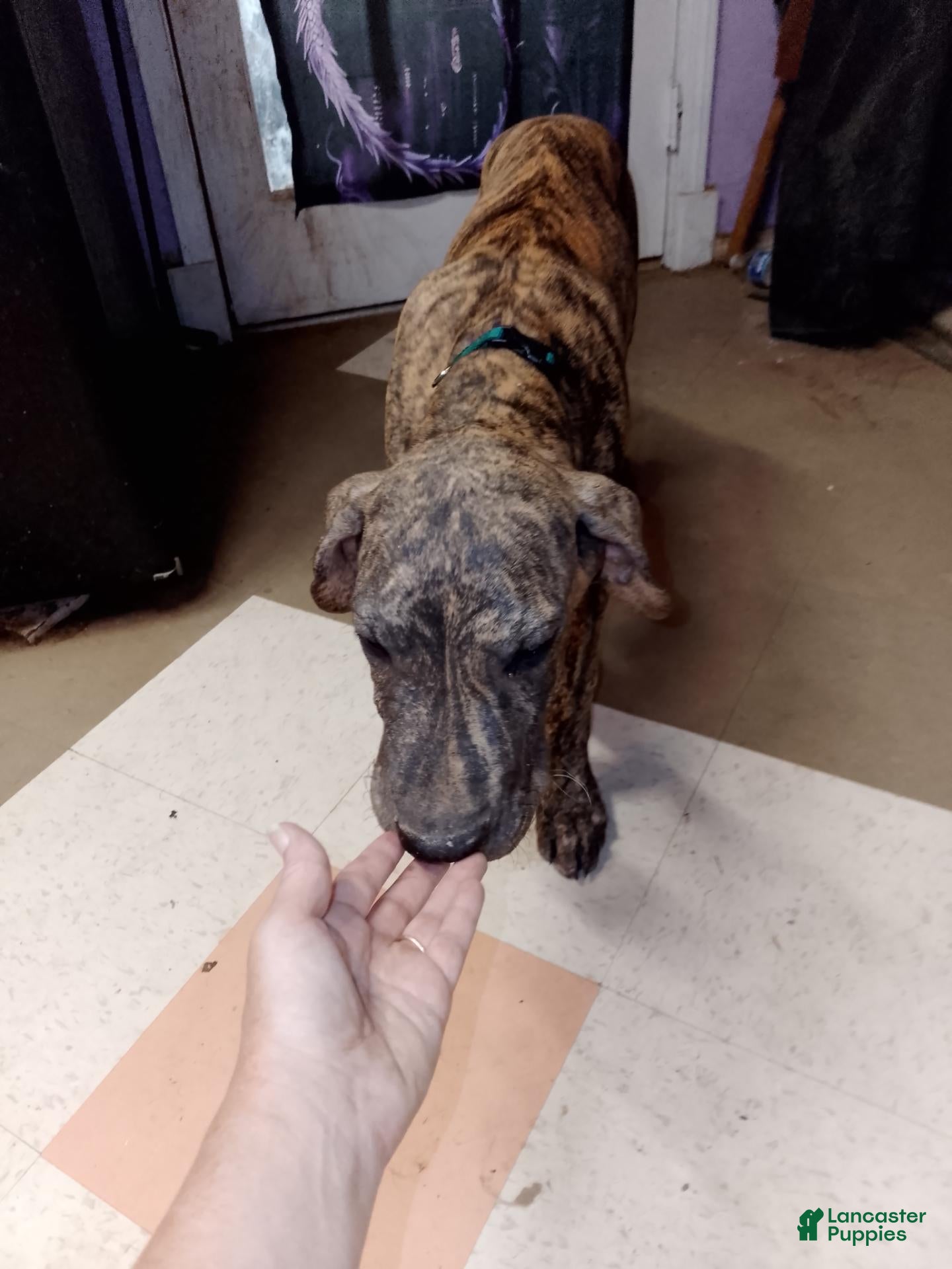 Great Dane dogs Great Dane 7 - Ad 11