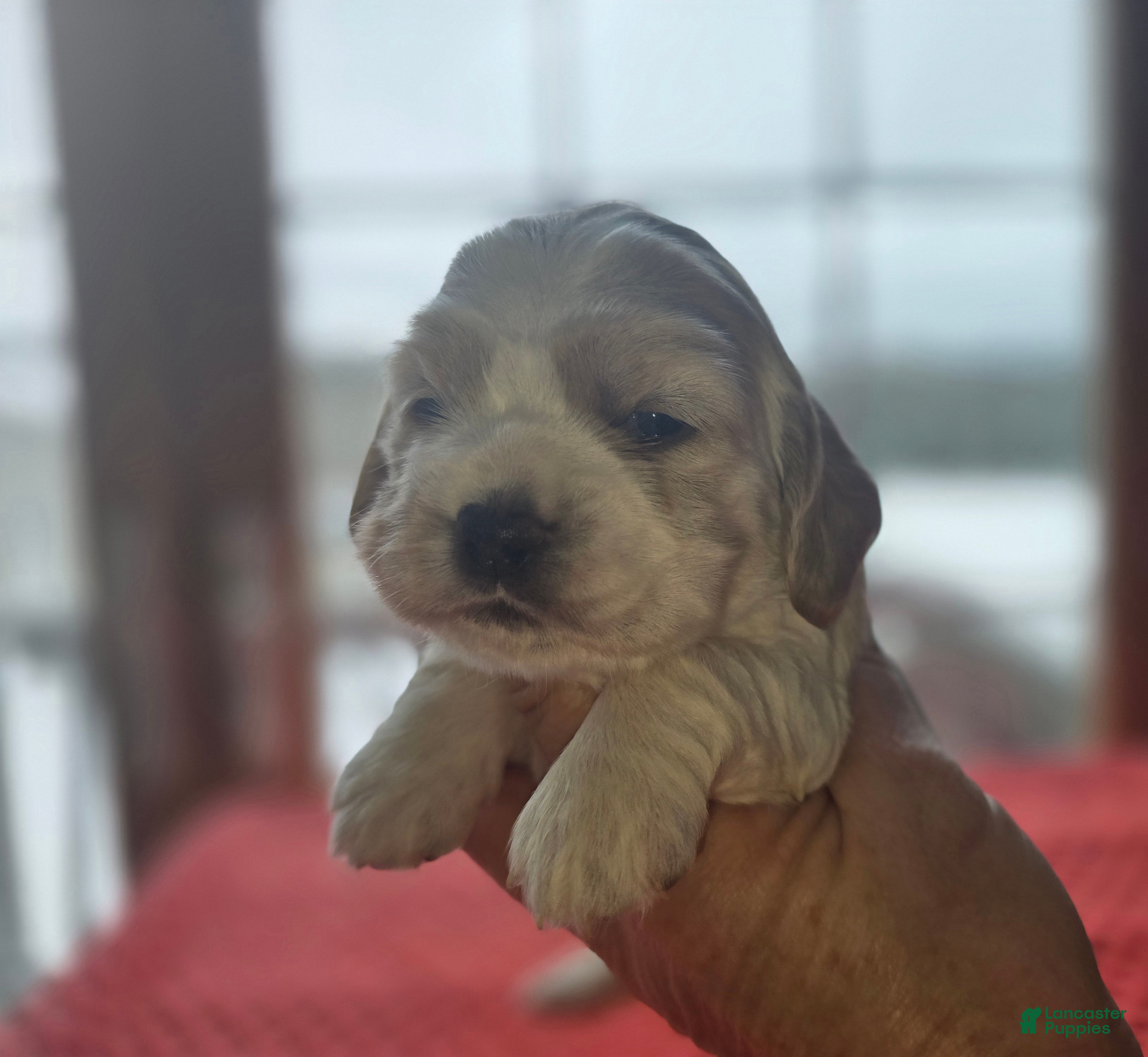 Cocker Spaniel dogs Cocker Spaniel Puppy 4 - Ad 42