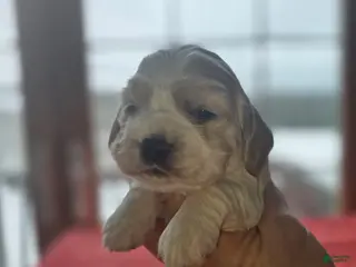 Cocker Spaniel dogs Cocker Spaniel Puppy 4 - Ad 42