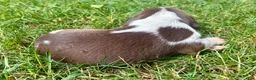 Beagle dogs for sale: Mr Green - Ad 8