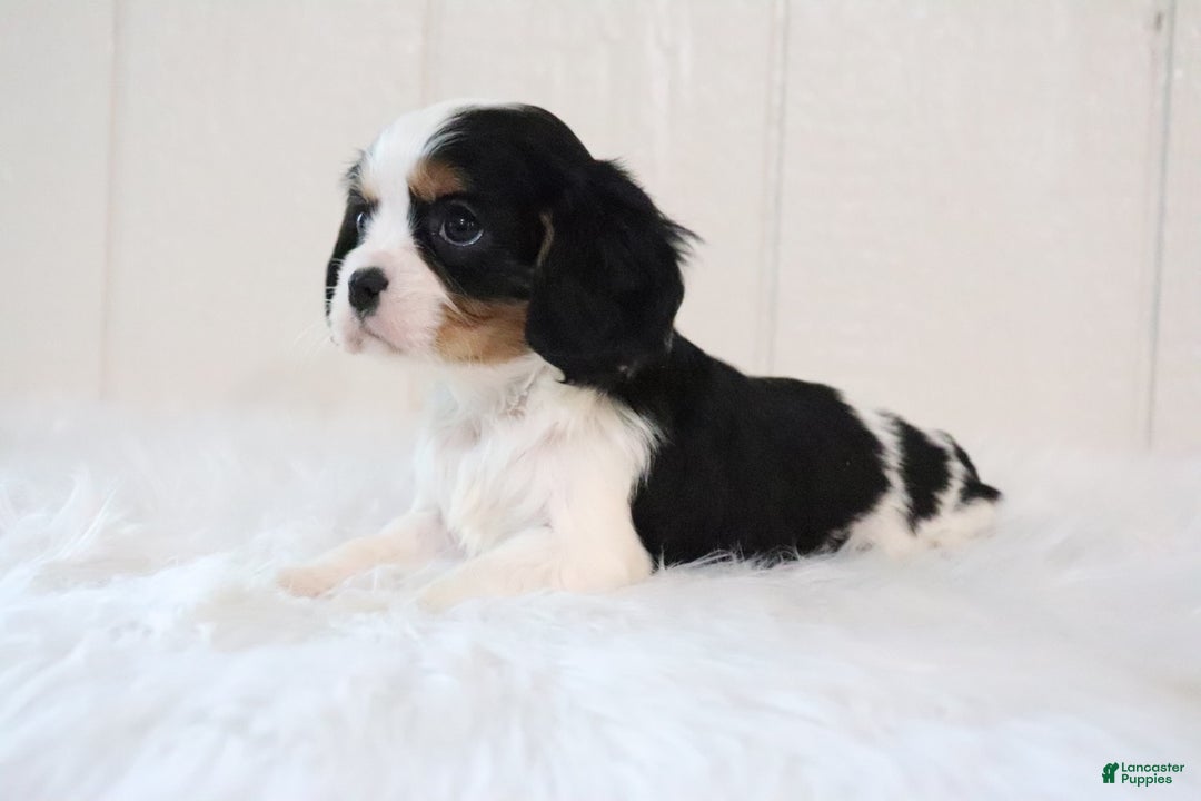 Cavalier King Charles Spaniel dogs for sale: Rosco - Ad 11