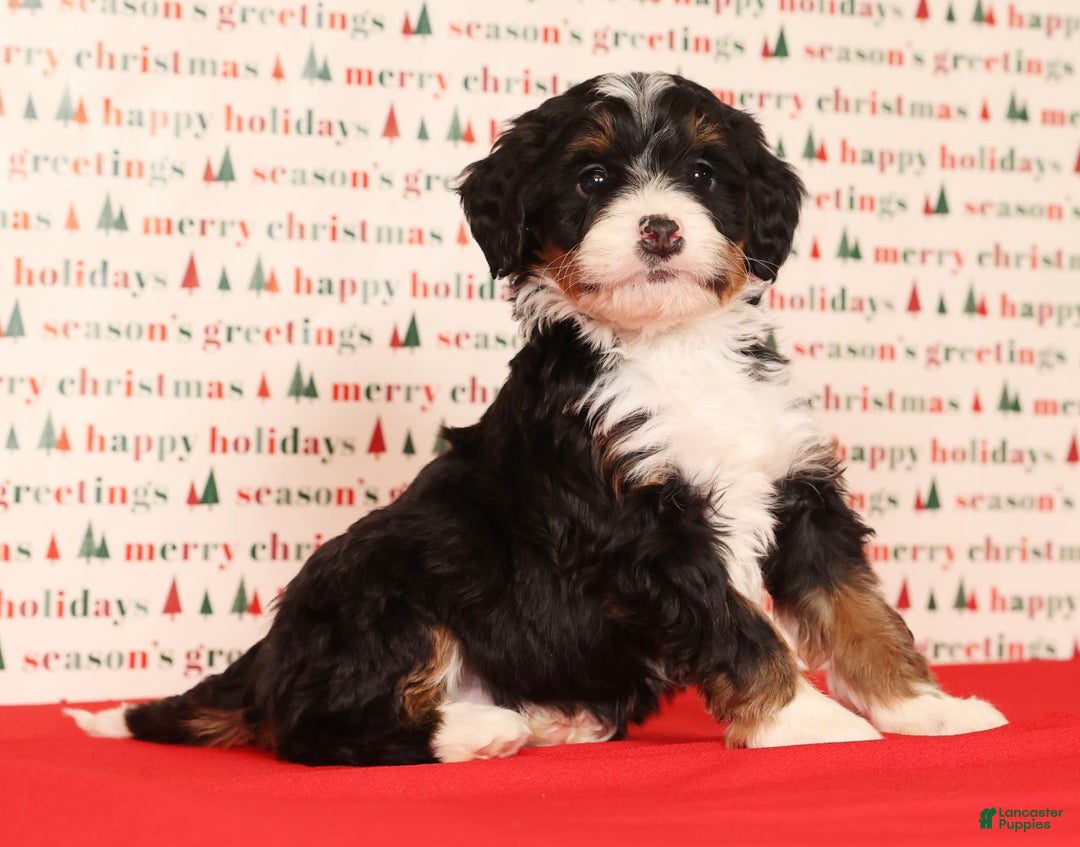 Mini Bernedoodle dogs for sale: Blazer - Ad 6