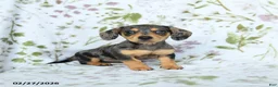 Miniature Dachshund dogs for sale: Diva - Ad 1