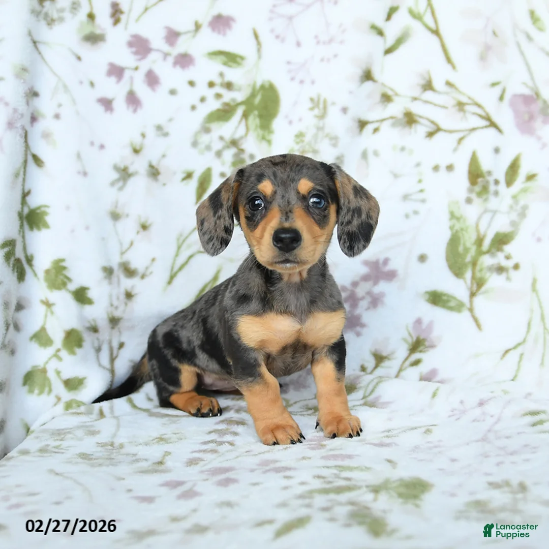 Miniature Dachshund dogs for sale: Diva - Ad 1